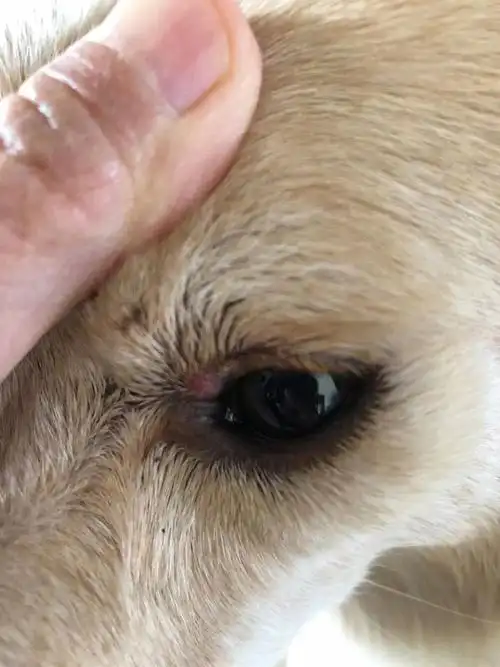 讨论小狗眼睑上长了个痘
