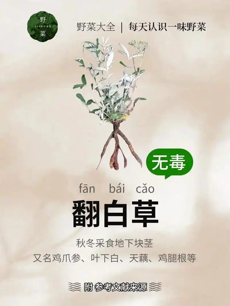 关注我每天认识一味野菜:(翻白草).    #植物科普 #一 - 抖音