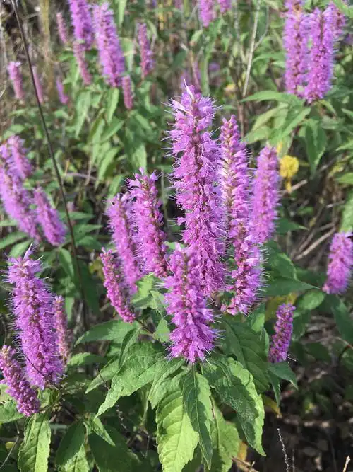 香薷盛开迎君来