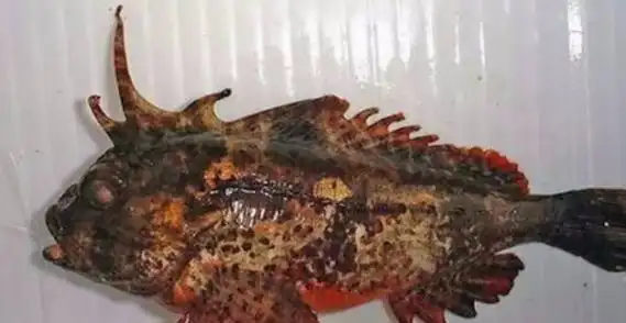 老虎鱼有毒吗被老虎鱼扎到怎么处理