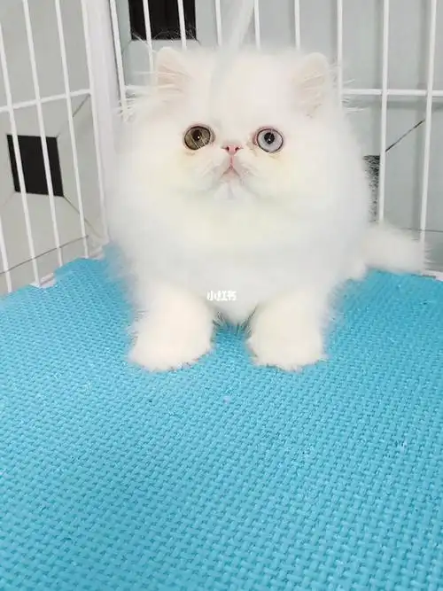 波斯纯白鸳鸯眼弟弟_丽乔馨居攻略_波斯猫_加菲猫_宠物_猫_晒猫