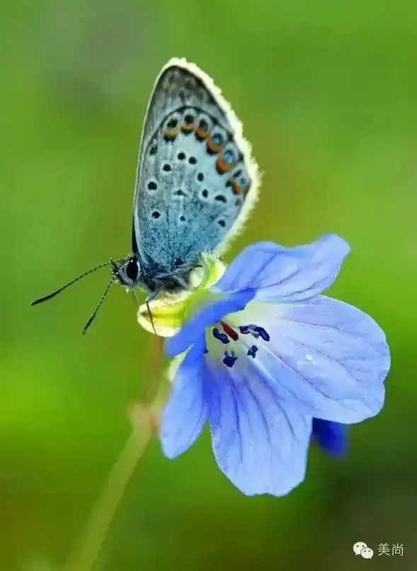 生活 生活要像蝴蝶一样丰富多彩, 像鲜花一样富有诗意盛开.  - 抖音