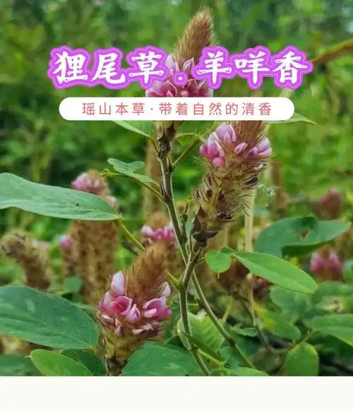 狸尾草 广东连南百里瑶山纯野生狸尾草羊咩香50克草药 150克(3袋)