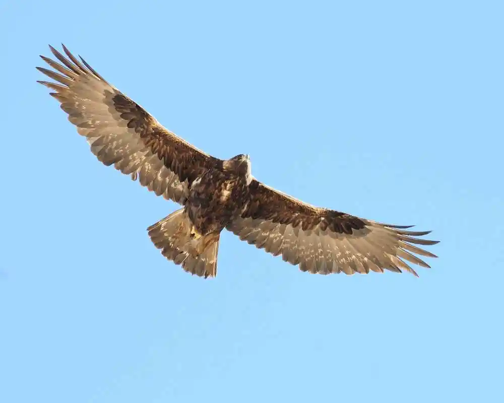 (金雕)金雕,翱翔九天