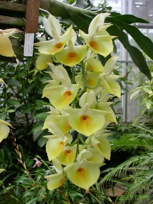 委内瑞拉龙须兰catasetum pileatum图片及特征