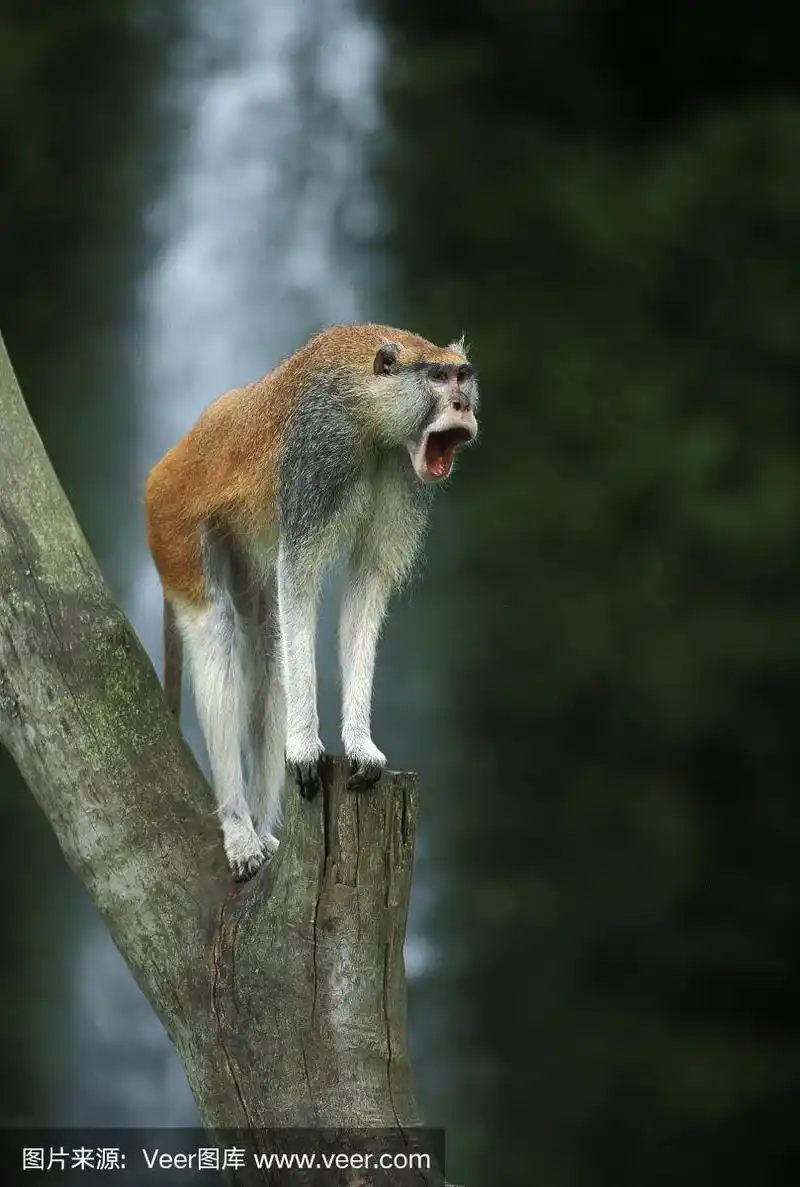 雄性动物,赤猴,动物嚎叫,枝,猴子