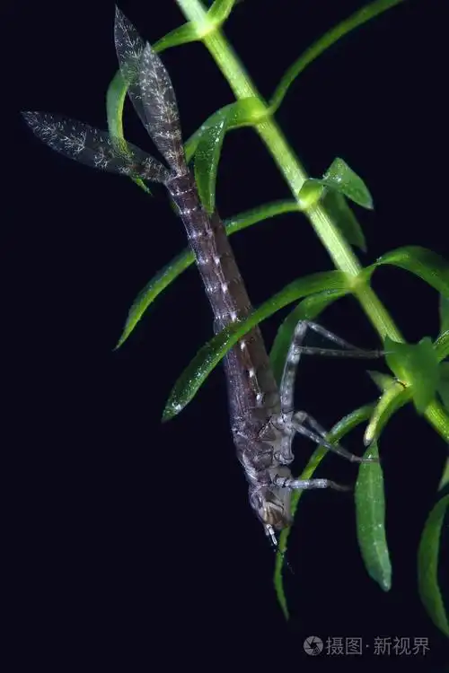 蜻蜓的幼虫宏