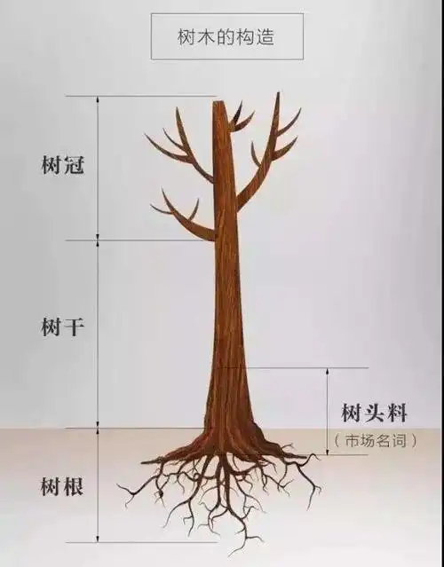 张老师和我们一起观察树,认识树的结构,树干,树冠,树根.