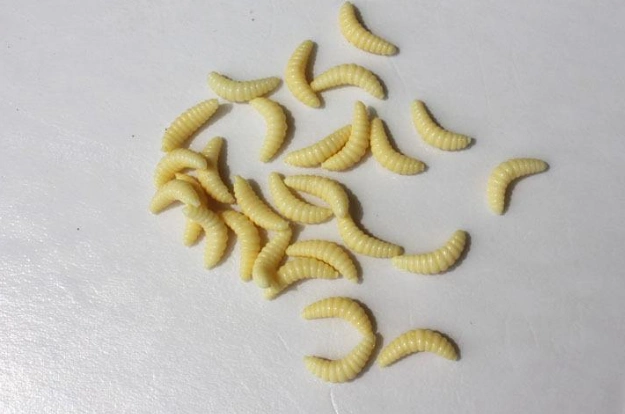 面包虫钓鱼的挂钩方法介绍