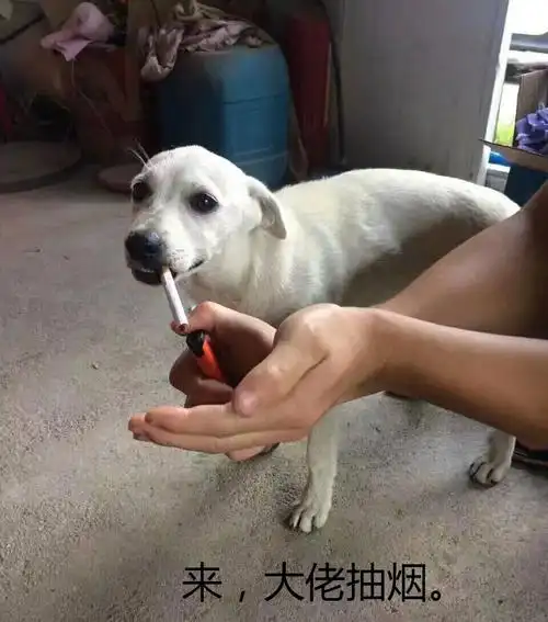 你这傻狍子表情包 - 表情图