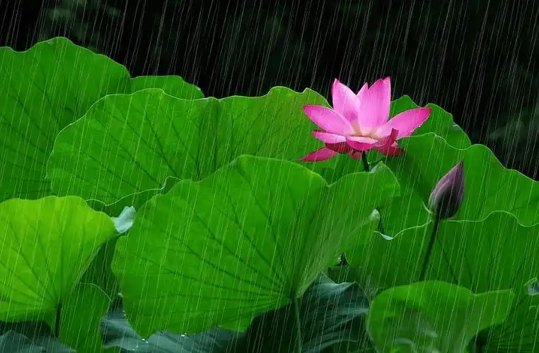 诗词| 夏日听雨:几回听雨疏帘坐,消得人间一味凉_夏雨_雨声_笔下