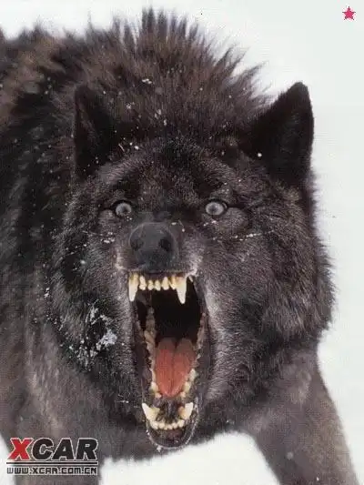 这个做狼标比较酷