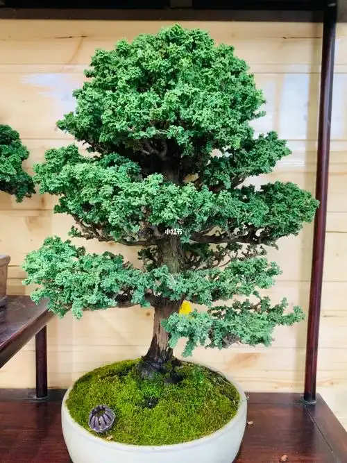 石化桧四季常青进口盆景