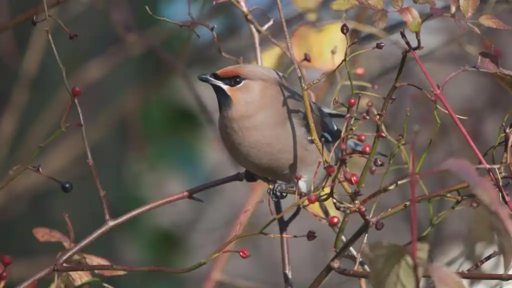 抖音最火说说短语
