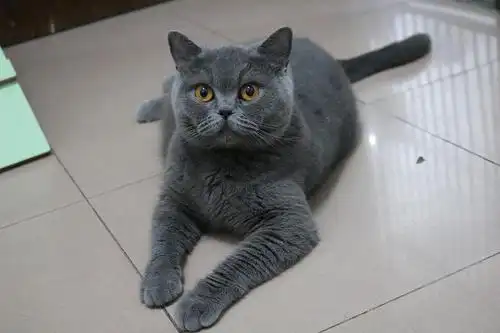 英短蓝猫成年母猫有偿领养