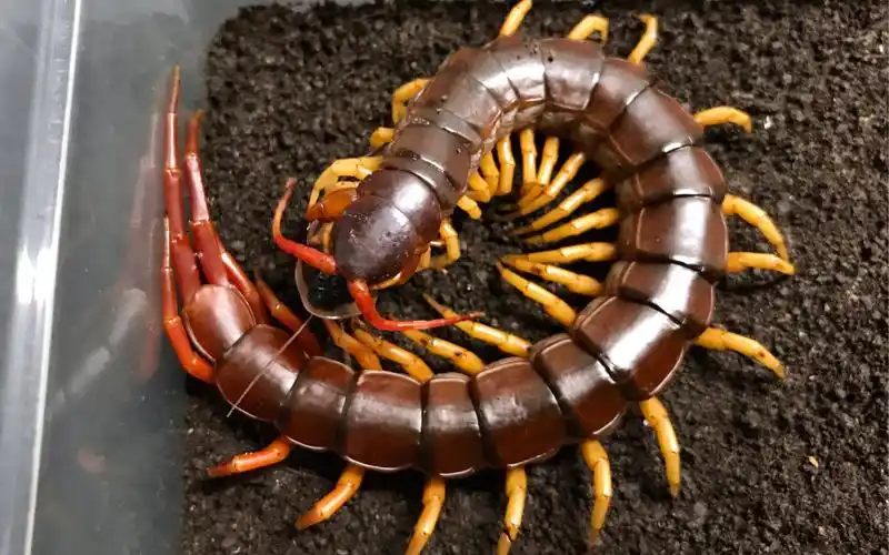 【火焰脚越巨蜈蚣】捕杀成体杜比亚三连