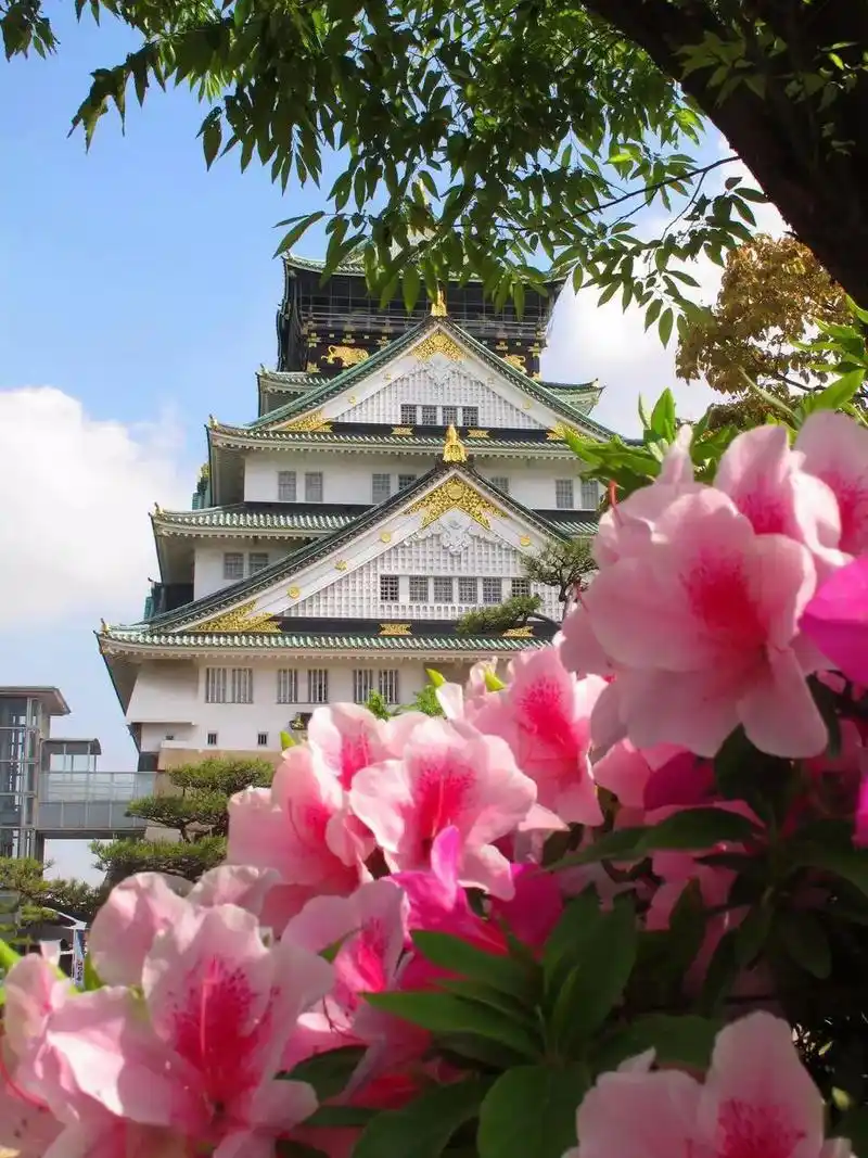 日本的樱花是全世界最好看的