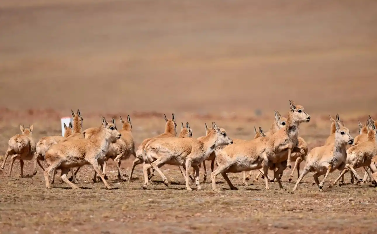 (社会)可可西里进入藏羚羊迁徙产仔季