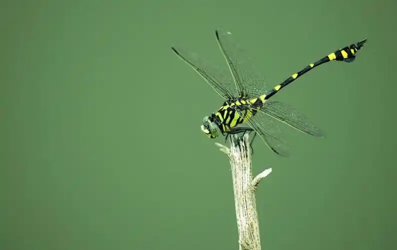 【蜻蜓摄影图片】生态摄影_太平洋电脑网摄影部落