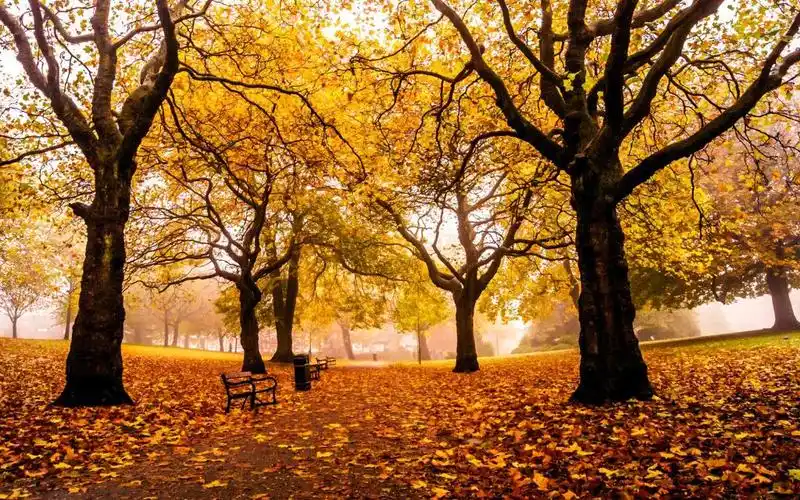 最美的秋天,高清壁纸,风景图片-回车桌面