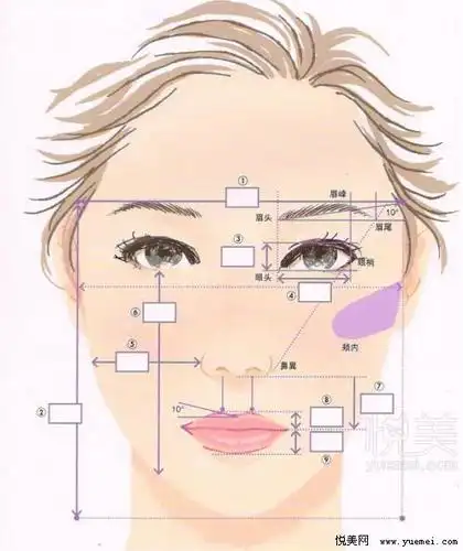 颜面各部位的黄金比例