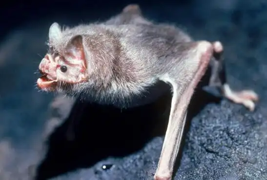 秘鲁军队抓到猪脸大蝙蝠,嗜血食肉凶猛又罕见