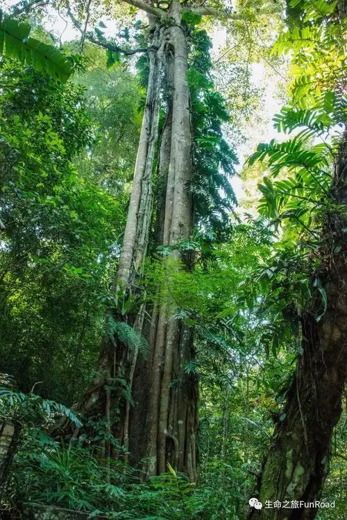 中国热带雨林之最