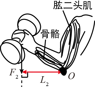(2)如图所示,有一个杠杆aob,可绕o点自由转动,a端吊着一个物体.请