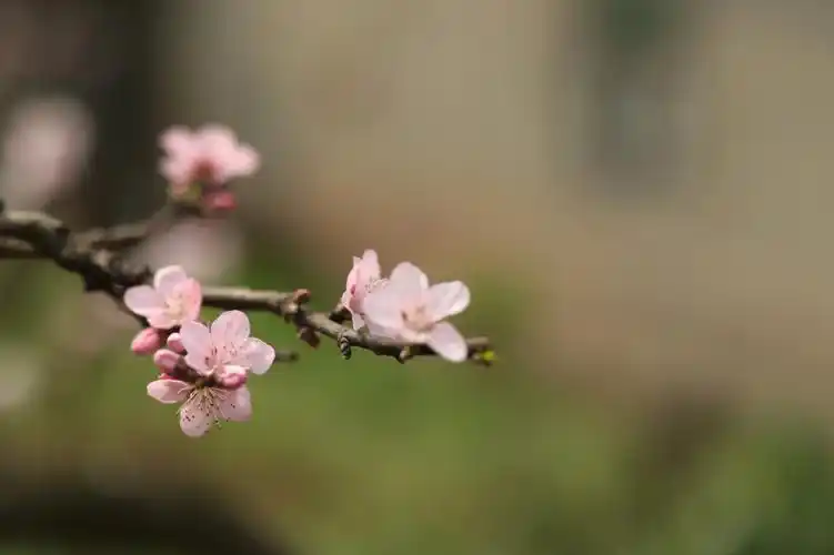 看桃花走桃花运