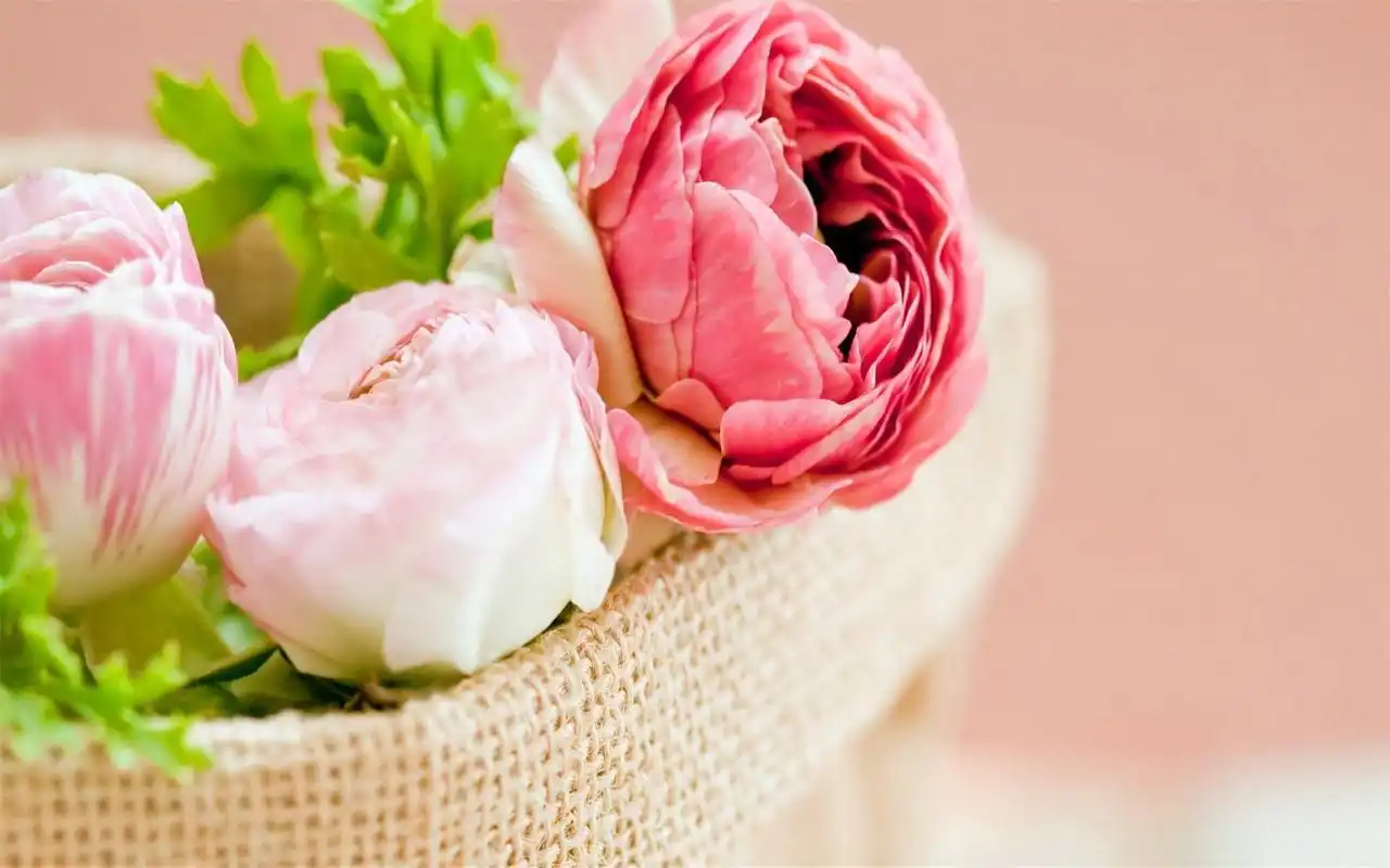 小清新清爽简洁电脑桌面壁纸