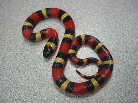 牛奶蛇(分类.图鉴2)