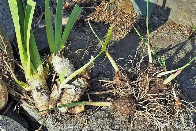 鸢尾花可养水边,可养花盆,耐寒耐热,但要选对品种,否则养不好