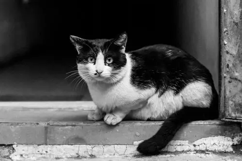 黑白猫