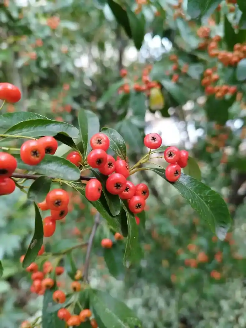 火棘果
