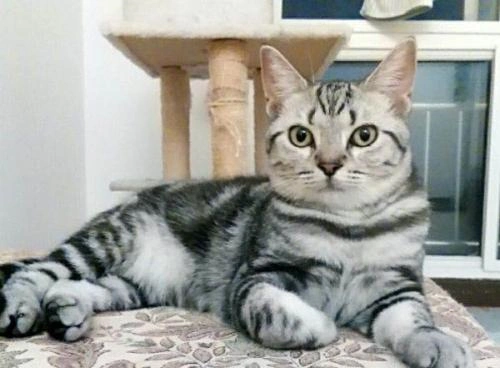 价钱1000~2500元品种美国短毛猫性别公母全有地区北京市 西城区年龄3