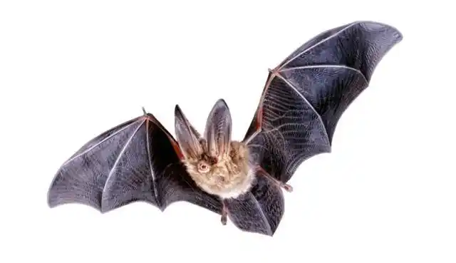 "万毒之源"蝙蝠,携带4100多种病毒,为何人类不彻底灭绝它?