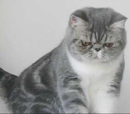 谁帮我看看这只加菲猫值多少钱?j具体点!