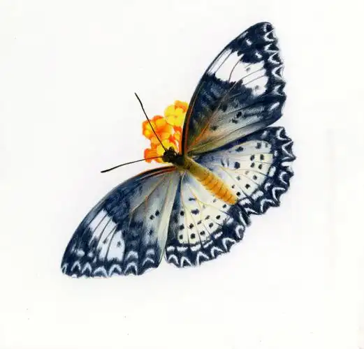 彩铅手绘花蝴蝶03附过程图