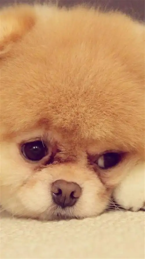 可爱萌狗手机壁纸