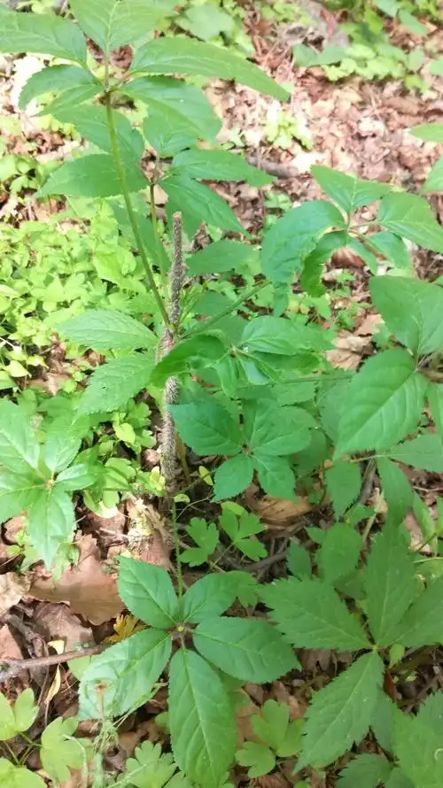 刺五加北方特产,草药,有宁神之效