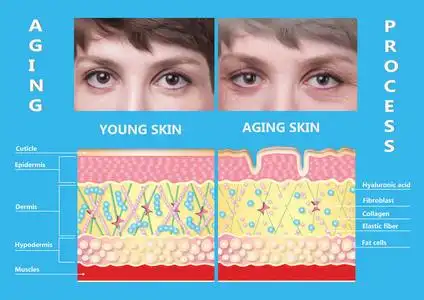 弹性蛋白年轻的皮肤和老化的皮肤.弹性蛋白和胶原蛋白.照片