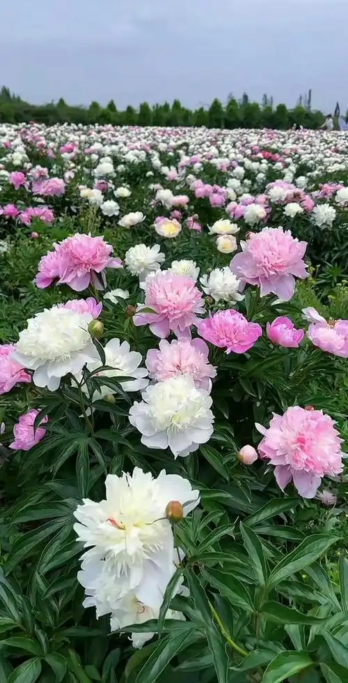 芍药花妍妖无格素吟香迷乱人心