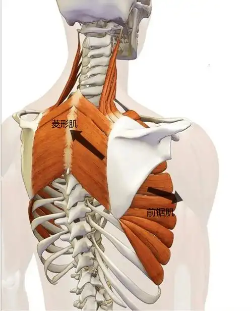 前锯肌在功能上是相互拮抗的,这种拮抗关系对于固定肩胛骨的位置非常