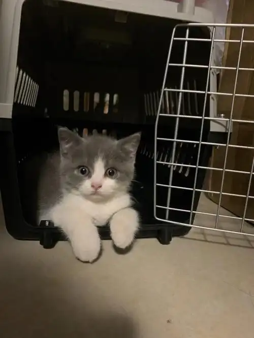 英短蓝白新手入门