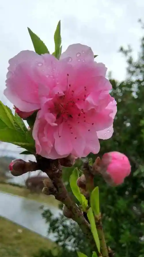 桃花图片(桃花图片大全高清图片)