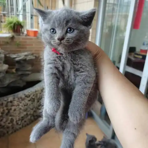 佛山纯种蓝猫有偿领养