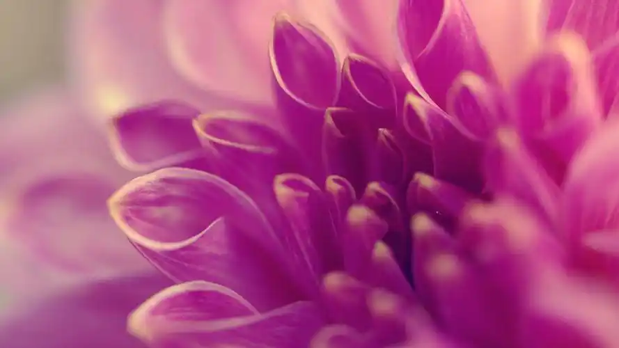 首页 鲜花 微距粉红色的花,花瓣特写 壁纸 下载 1920x1080 全高清