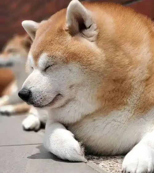 因狗狗肥到可怕,主人带它外出老是被说,如今每日只给吃一餐