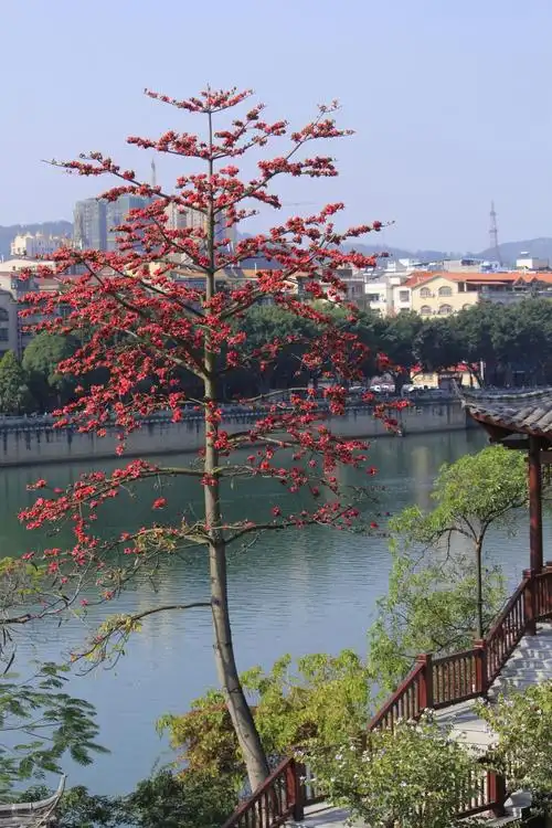 木棉花开正当时