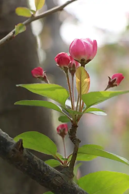 花色花期虽各异,岸边海棠沐春风;海棠花溪水静清,最美含苞待放中